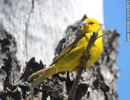 Male Saffron Finch - Fauna - MORE IMAGES. Photo #43679