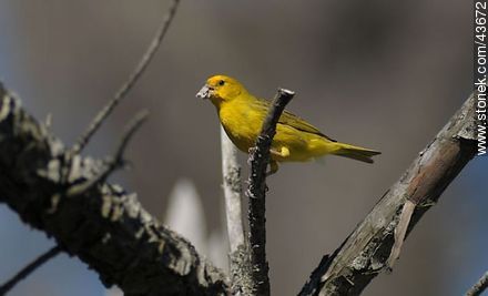 Male Saffron Finch - Fauna - MORE IMAGES. Photo #43672