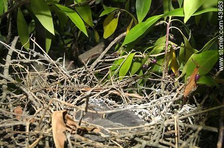 Pichones en un nido de calandria - Fauna - IMÁGENES VARIAS. Foto No. 43663