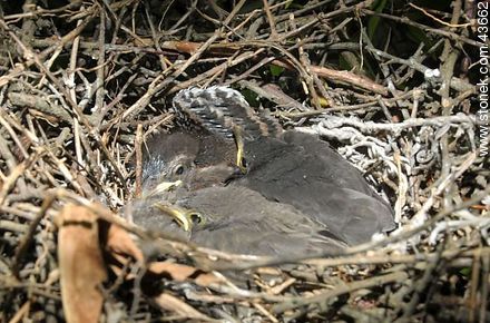 Pichones en un nido de calandria - Fauna - IMÁGENES VARIAS. Foto No. 43662