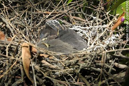 Pichones en un nido de calandria - Fauna - IMÁGENES VARIAS. Foto No. 43660
