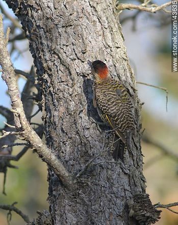 Green-barred Woodpecker - Fauna - MORE IMAGES. Photo #43635