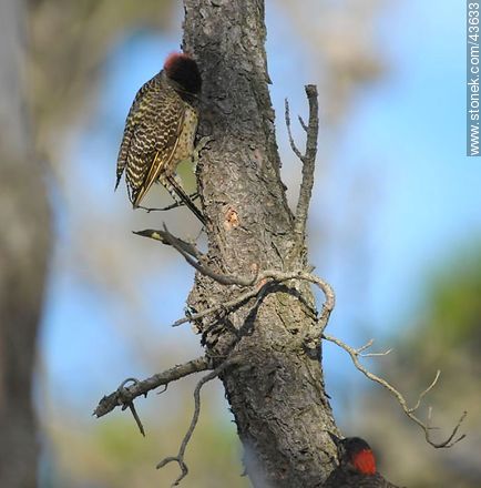 Green-barred Woodpecker - Fauna - MORE IMAGES. Photo #43633