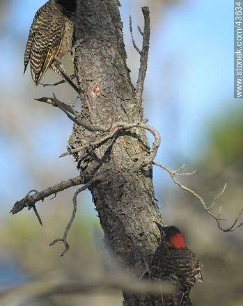 Green-barred Woodpecker - Fauna - MORE IMAGES. Photo #43634