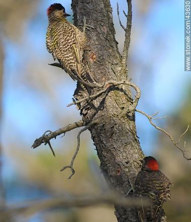Green-barred Woodpecker - Fauna - MORE IMAGES. Photo #43630