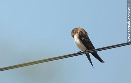 Brown-chested Martin - Fauna - MORE IMAGES. Photo #43565
