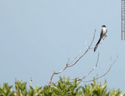 Fork - tailed Flycatcher - Department of Maldonado - URUGUAY. Photo #43574