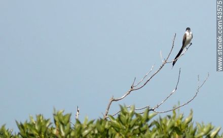 Fork - tailed Flycatcher - Fauna - MORE IMAGES. Photo #43575