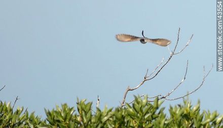 Fork - tailed Flycatcher - Department of Maldonado - URUGUAY. Photo #43554