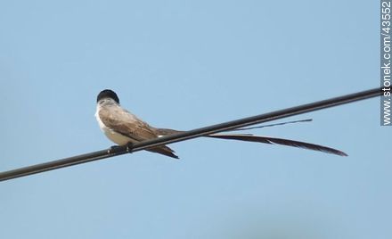 Fork - tailed Flycatcher - Fauna - MORE IMAGES. Photo #43552