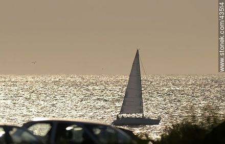 Sailboat in the golden sea - Department of Maldonado - URUGUAY. Photo #43514