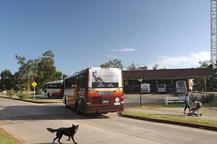 Piriápolis Bus Terminal - Department of Maldonado - URUGUAY. Photo #43499