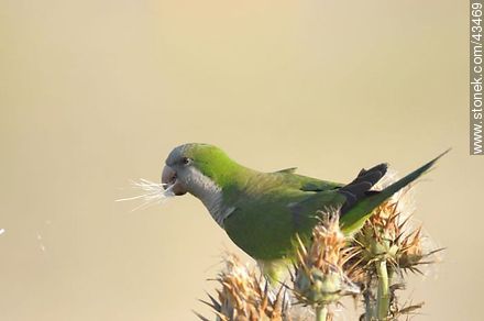 Cotorra - Fauna - IMÁGENES VARIAS. Foto No. 43469