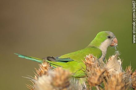 Cotorra - Fauna - IMÁGENES VARIAS. Foto No. 43467