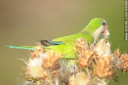 Cotorra - Fauna - IMÁGENES VARIAS. Foto No. 43466