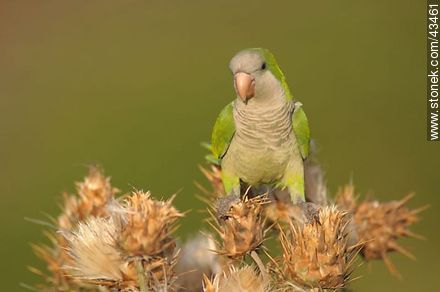 Parrot - Fauna - MORE IMAGES. Photo #43461