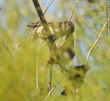Calandria grande y sus pichones (y uno ajeno) - Fauna - IMÁGENES VARIAS. Foto No. 43409