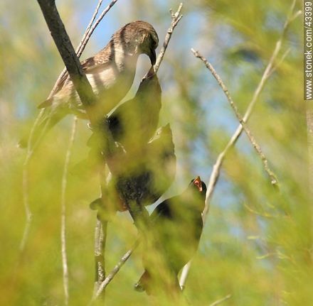Calandria grande y sus pichones (y uno ajeno) - Fauna - IMÁGENES VARIAS. Foto No. 43399