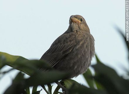 Pichón de calandria - Fauna - IMÁGENES VARIAS. Foto No. 43373