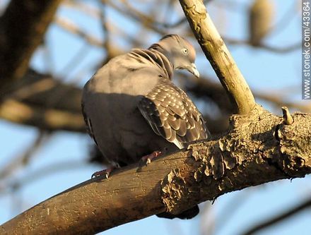 Spot - winged pigeon - Fauna - MORE IMAGES. Photo #43364
