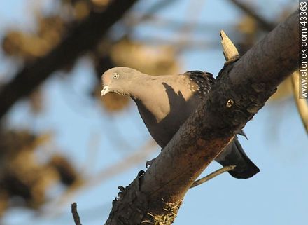 Spot - winged pigeon - Department of Maldonado - URUGUAY. Photo #43363