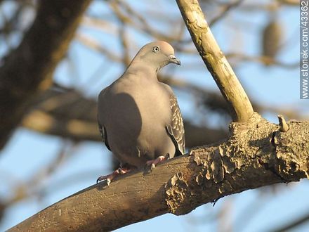 Spot - winged pigeon - Department of Maldonado - URUGUAY. Photo #43362