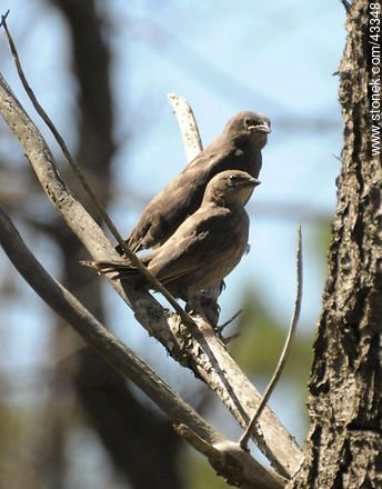 Pichones de calandria y tordo - Fauna - IMÁGENES VARIAS. Foto No. 43348