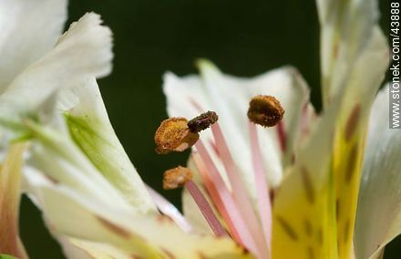 Alstroemeria - Flora - IMÁGENES VARIAS. Foto No. 43888