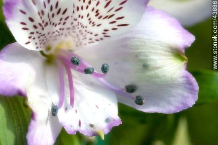 Peruvian lily or Lily of the Incas - Flora - MORE IMAGES. Photo #43886