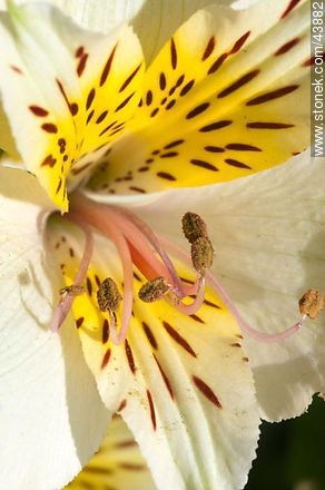 Alstroemeria - Flora - IMÁGENES VARIAS. Foto No. 43882