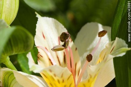 Alstroemeria - Flora - IMÁGENES VARIAS. Foto No. 43881