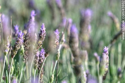 Lavender - Flora - MORE IMAGES. Photo #43862