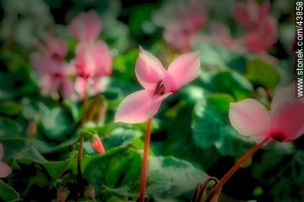 Cyclamen - Flora - MORE IMAGES. Photo #43858