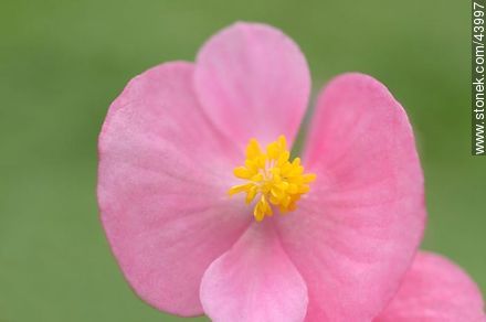 Begonia - Flora - MORE IMAGES. Photo #43997