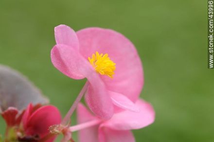 Begonia de flor, flor de azúcar - Flora - IMÁGENES VARIAS. Foto No. 43996
