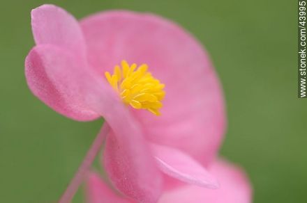 Begonia de flor, flor de azúcar - Flora - IMÁGENES VARIAS. Foto No. 43995