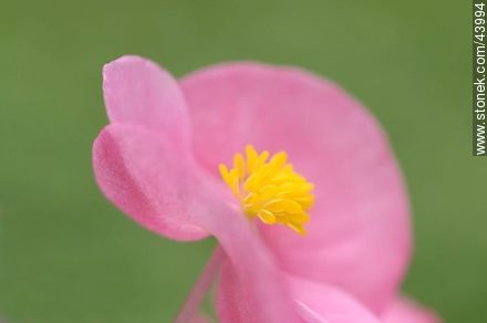 Begonia de flor, flor de azúcar - Flora - IMÁGENES VARIAS. Foto No. 43994