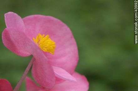 Begonia de flor, flor de azúcar - Flora - IMÁGENES VARIAS. Foto No. 43992