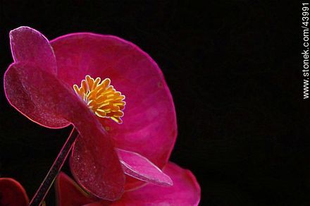 Begonia de flor, flor de azúcar - Flora - IMÁGENES VARIAS. Foto No. 43991