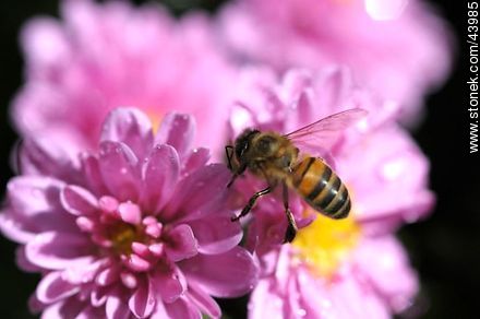 Chrysanthemums and bee - Fauna - MORE IMAGES. Photo #43985