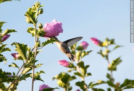 Hummingbird - Fauna - MORE IMAGES. Photo #43965