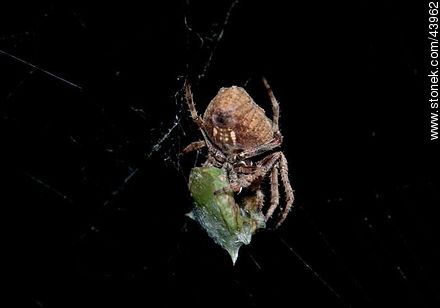 Araña cubriendo con su tela a una chinche - Fauna - IMÁGENES VARIAS. Foto No. 43962