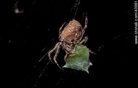 Araña cubriendo con su tela a una chinche - Fauna - IMÁGENES VARIAS. Foto No. 43961