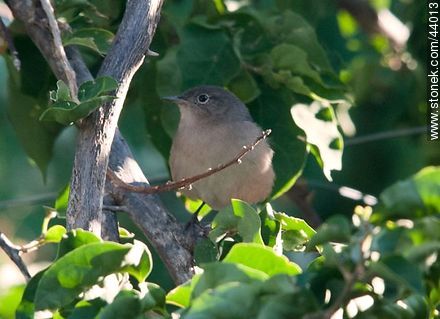 House Wren - Fauna - MORE IMAGES. Photo #44013