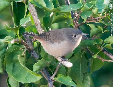 House Wren - Fauna - MORE IMAGES. Photo #44011