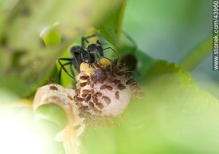Hormigas negras criando pulgones en una flor de limonero - Fauna - IMÁGENES VARIAS. Foto No. 43960