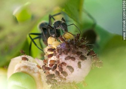 Black ants raising aphids on lemon blossom - Fauna - MORE IMAGES. Foto No. 43959