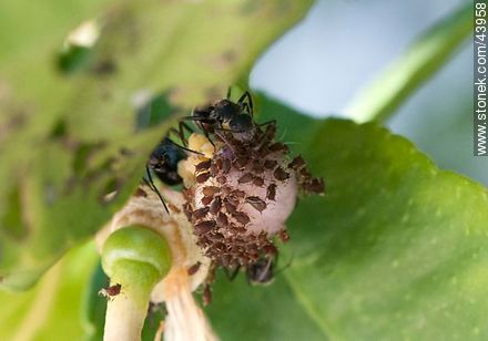 Hormigas negras criando pulgones en una flor de limonero - Fauna - IMÁGENES VARIAS. Foto No. 43958