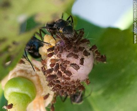 Hormigas negras criando pulgones en una flor de limonero - Fauna - IMÁGENES VARIAS. Foto No. 43957