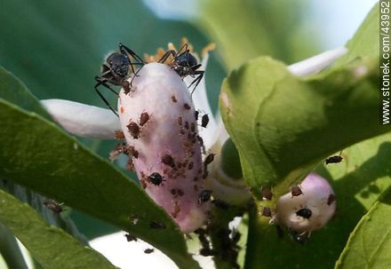 Hormigas negras criando pulgones en una flor de limonero - Fauna - IMÁGENES VARIAS. Foto No. 43952